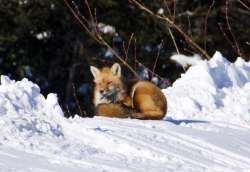 Fox Photo: Anna Lewis - Northern Lens