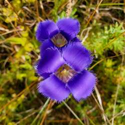 Fringed gentian Photo: Janice Tassinari