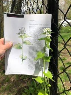 Garlic Mustard Photo: Tim Andrews