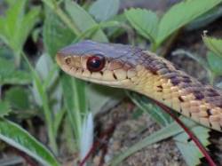 Garter snake Photo: Frank Kaczmarek