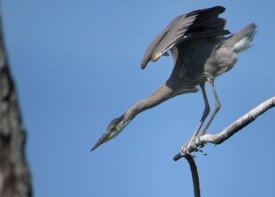 Great blue heron thumbnail