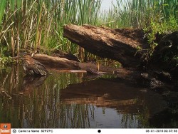 Green Day Photo: Northern Woodlands