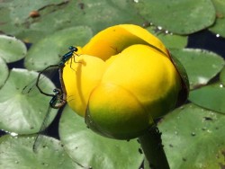 Insect Photo: Pam Landry