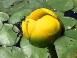 Insect Photo: Pam Landry