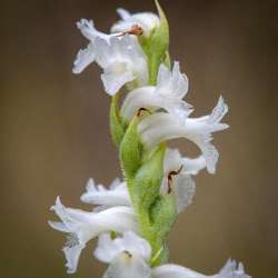 Ladies tresses Photo: AM Dannis