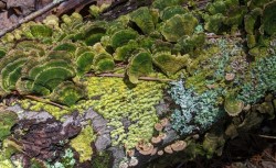Life on a Log Photo: Marcy Stanton