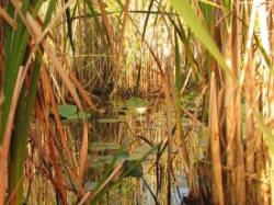 Lone Lily Photo: Richard A. Philben