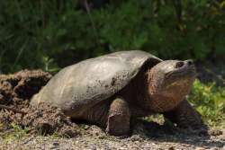 Snapping turtle Photo: Paula Jean Schlax