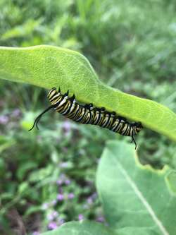 Monarch caterpillar Photo: Margie Manthey