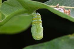 Monarch Photo: Tricia Saenger