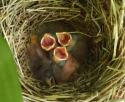 Baby Sparrows Photo: Cindy Eves-Thomas