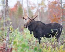 Bull moose Photo: Arielle DeMerchant