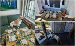 Percy supervising Photo: Emily S. Rowe