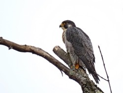 Peregrine Falcon Photo: Charlie Schwarz