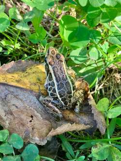 Pickerel frogs Photo: Diane Thureson