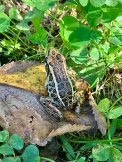 Pickerel frogs Photo: Diane Thureson
