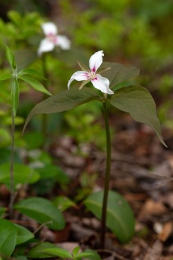 Painted trillium Photo: Jeff Carmichael