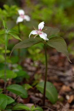 Painted trillium Photo: Jeff Carmichael