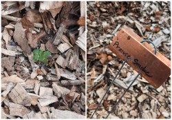 Runaway Woodchips and Resilience Photo: Emily S. Rowe