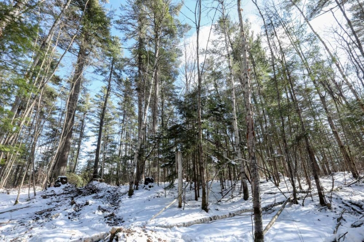 Harvesting Timber in the Adirondacks