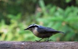 Red Breasted Nuthatch Photo: Linda Grasse-Murray