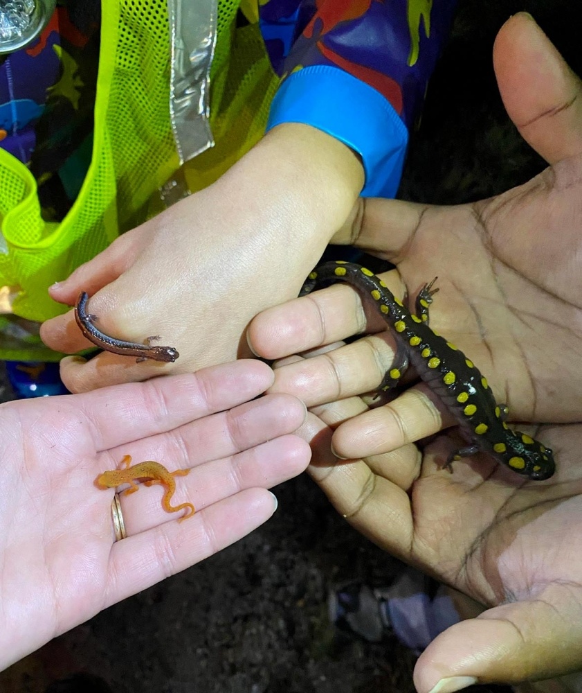 Safe Passage for Salamanders