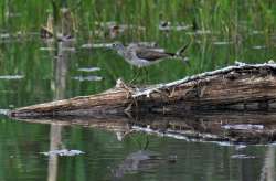 Sandpiper Photo: Ben Metcalf