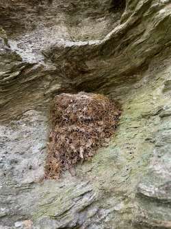 Abandoned nest Photo: Bonita Choly