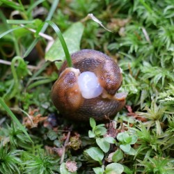 Slugs Photo: Amy Quist