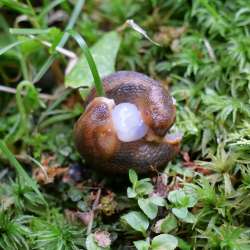 Slugs Photo: Amy Quist