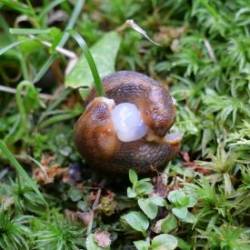 Slugs Photo: Amy Quist