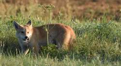 Coyote Photo: Lonnie Jandreau