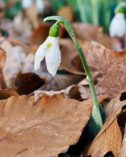 Snow drop Photo: Ross Lanius