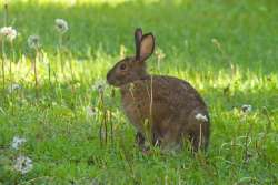 Snowshoe hare Photo: Tom Grett