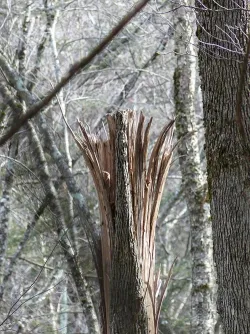 12_splintered_tree_sm.jpg