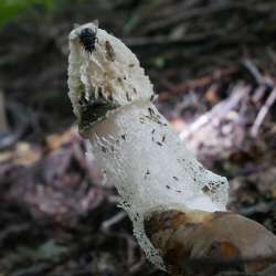 Stinkhorn Photo: Amy Quist