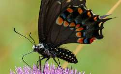 Swallowtail Photo: Cheryl Metcalf