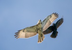 Hawk and Crow Photo: Tig Tillinghast