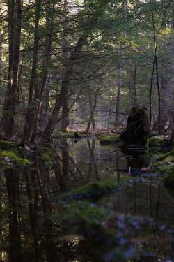 Vernal pool Photo: Amy B. Eilertsen