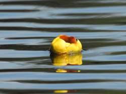 Waterlily Photo: Jane MacKugler