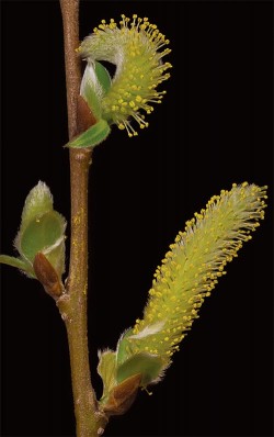 Photographer's Notebook: Tree and Shrub Flowers Photo: Jerry Jenkins