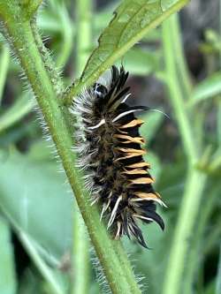 Tussock moth Photo: Barry Wicklow