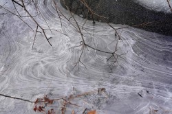 Willow in ice Photo: Peter Hollinger