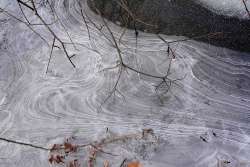 Willow in ice Photo: Peter Hollinger