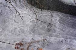 Willow in ice Photo: Peter Hollinger