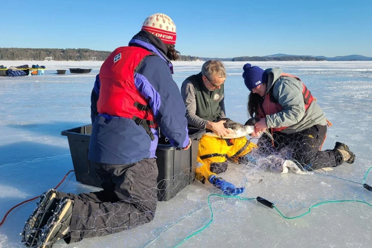 Loon rescue