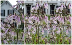 Bee in flower Photo: Emily S. Rowe