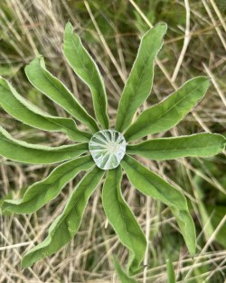 Lupine Photo: George Briggs