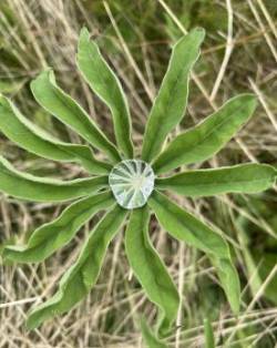 Lupine Photo: George Briggs