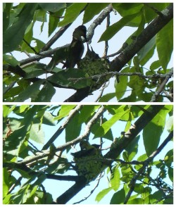 Hummingbird nest Photo: Dawn Brooks